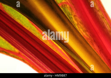 Stunning Close Up Macro Of Fresh Spring Iris Flower With Colorful