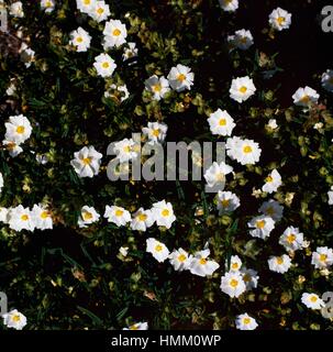 Montpelier Rock Rose Cistus monspeliensis blooming Stock Photo 
