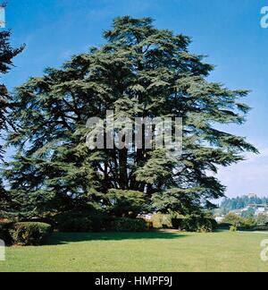 Cedar Of Lebanon Lebanon Cedar Cedrus Libani Cedrus Libanotica