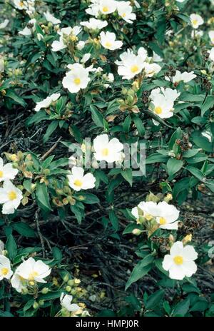 laurel-leaved rock rose Cistus laurifolius blooming Stock Photo 