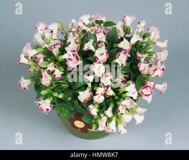 Bluewings Wishbone Flower Torenia fournieri 'Blue and White 