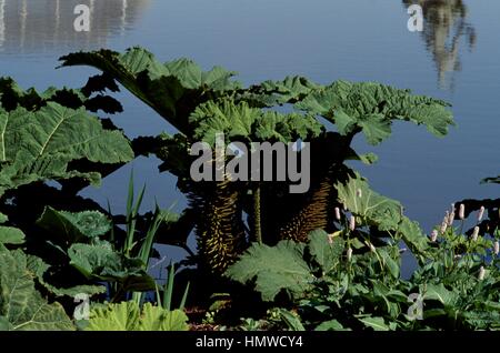 Gunnera magellanica gunnera Stock Photo Royalty Free Image 