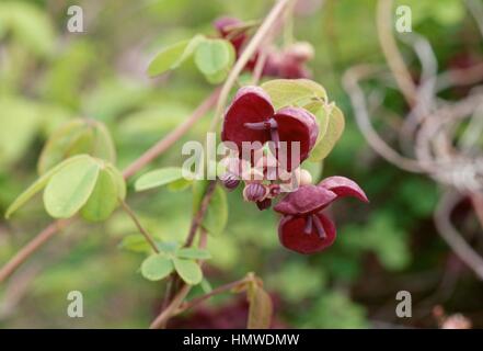Akebia quinata Lardizabalaceae close up detail Stock Photo 