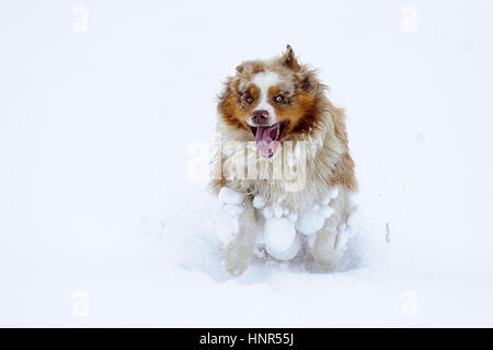 running with australian shepherd puppy funny australian shepherd running and enjoy snow time in cloud of running with australian shepherd puppy funny australian shepherd running and enjoy snow time in cloud of