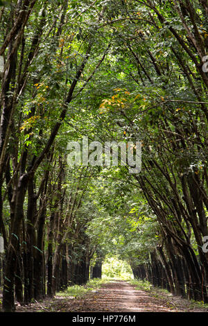 production of natural rubber from para Contribute major share of india’s natural rubber production in fact, 90 per cent of the total production comes from the state of kerala. production of natural rubber from para Contribute major share of india’s natural rubber production in fact, 90 per cent of the total production comes from the state of kerala.