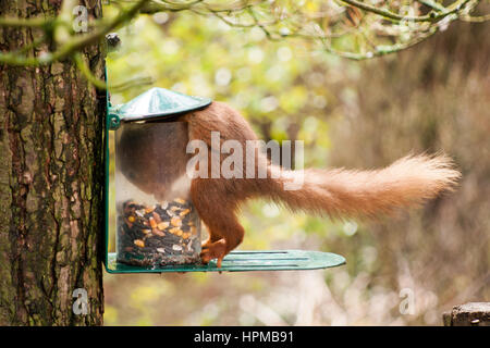 red squirrel on a garden bird feeder full of peanuts stock red squirrel on a garden bird feeder full of peanuts stock
