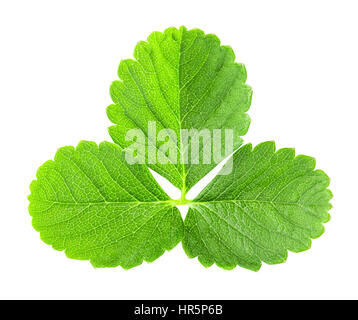 Strawberry S Green Leaf Isolated On White Background Stock Photo Alamy