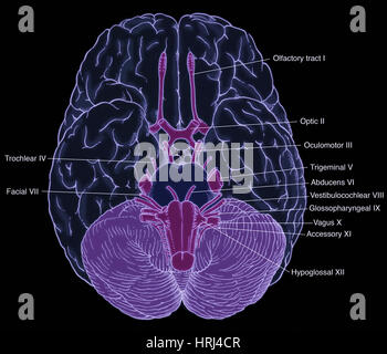 Illustration Of Cranial Nerves Stock Photo Alamy