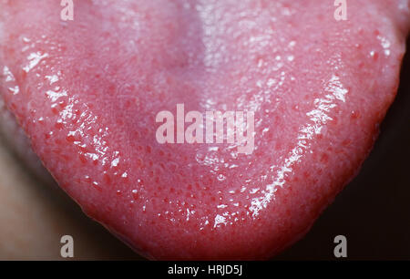 Papillae taste buds, human tongue, bright field photomicrograph Stock