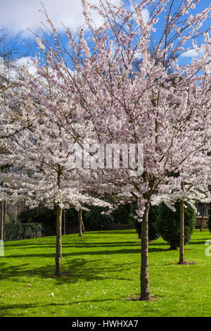 u of mn cherry trees apple trees in bloom at the of minnesota landscape stock photo royalty free image u of mn cherry trees apple trees in bloom at the of minnesota landscape stock photo royalty free image