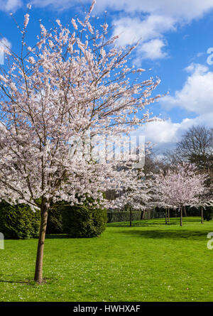 u of mn cherry trees apple trees in bloom at the of minnesota landscape stock photo royalty free image u of mn cherry trees apple trees in bloom at the of minnesota landscape stock photo royalty free image