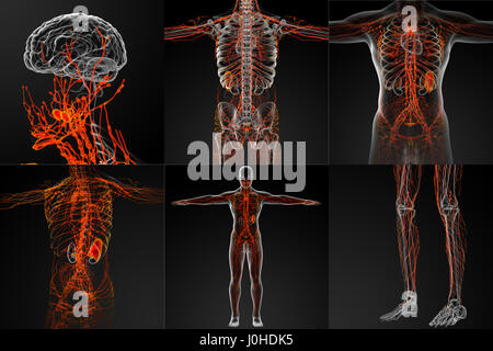 The lymphatic system Stock Photo, Royalty Free Image: 49107701 - Alamy
