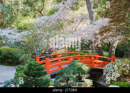Japanese Garden Cherry Blossom Bridge beautiful cherry tree blossom at descanso garden of los angeles Japanese Garden Cherry Blossom Bridge beautiful cherry tree blossom at descanso garden of los angeles