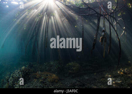 Beams Of Sunlight Filter Underwater In A Mangrove Forest In Raja Ampat