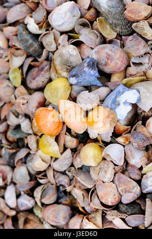 Many Colored Shells On The Sea Sand Stock Photo Alamy