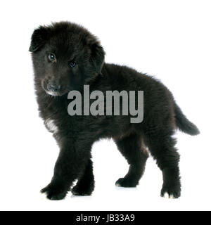 belgian shepherd groenendael puppies a groenendael belgian shepherd dog puppy stock photo royalty free belgian shepherd groenendael puppies a groenendael belgian shepherd dog puppy stock photo royalty free