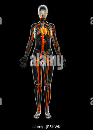 3d Rendered Illustration Of The Female Vascular System Stock Photo Alamy