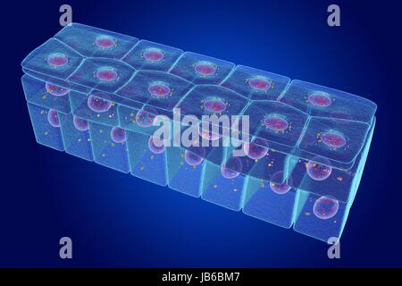 Stratified Squamous Epithelium Illustration Stock Photo Alamy