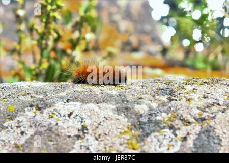 Here is cute little grunya tree pictures something is Quite good Here is cute little grunya tree pictures quickly thought))))