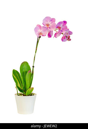 Moth Orchid In White Vase Stock Photo Alamy