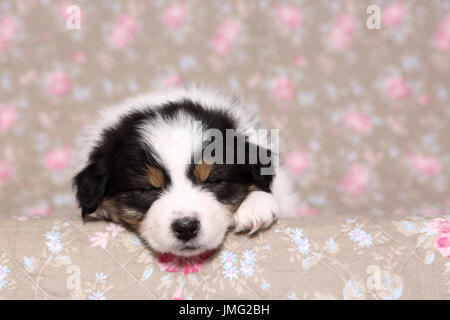 6 week old mini australian shepherd australian shepherd puppy 5 weeks old walking on a lawn germany 6 week old mini australian shepherd australian shepherd puppy 5 weeks old walking on a lawn germany