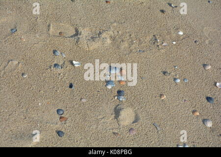 Many Colored Shells On The Sea Sand Stock Photo Alamy