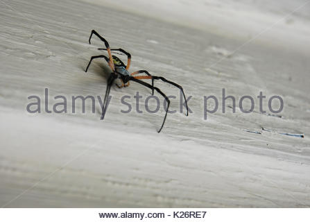 writing spiders stock photos writing