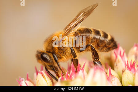 This Is A Honey Bee Or Honeybee Apis Mellifera Or Western Honey Bee