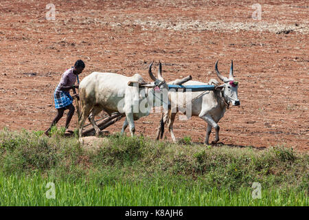 traditional using plough ploughing man field pulled horse india alamy cows plow