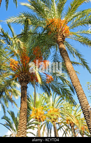 dating alicante spain The viva-alicante directory for costa blanca spain find dating agencies alicante information and so much more copyright viva-alicantecom, total viva ltd 2003 to. dating alicante spain The viva-alicante directory for costa blanca spain find dating agencies alicante information and so much more copyright viva-alicantecom, total viva ltd 2003 to.