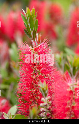 Callistemon Citrinus Red Bottle Brush Tree Blossom Stock Photo Alamy