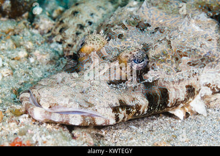 Crocodile Flathead Cymbacephalus Beauforti Stock Photo Alamy