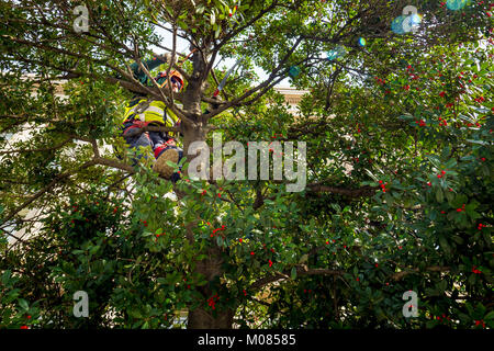 Contractors From Green Tree Landscaping Trim The Trees Outside The USDA · Contractors from Green Tree Landscaping trim the trees outside the U.S. Department of Agriculture (USDA - Contractors From Green Tree Landscaping Trim The Trees Outside The