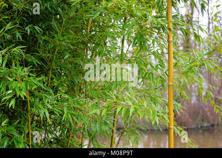 Bambus Banner Background Stock Photo Alamy