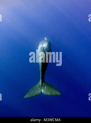 Sperm Whales Are The Largest Predators That Ever Lived Stock Photo Alamy