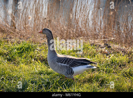 canada goose natur canada goose natur