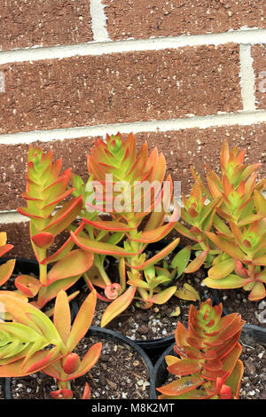 Crassula Capitella Campfire Succulents Stock Photo Alamy