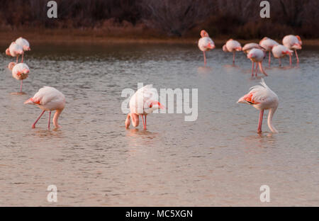 Pink Flamingos Feeding In The Camargue South Of France Stock Photo Alamy