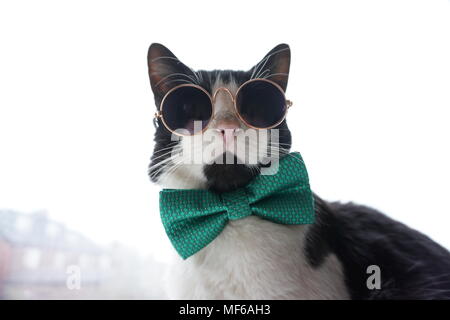 Cat Wearing Bow Tie And Glasses Looking Out Of The Window Stock Photo