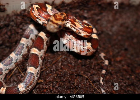 Corn Snake Pantherophis Guttatus Female With Recently Laid Eggs