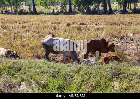 Cow Thailand Eating Rice Straw Stock Photo Alamy