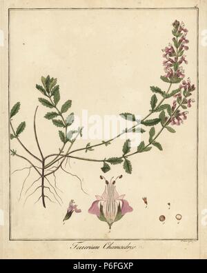 Wall Germander Teucrium Chamaedrys Handcoloured Botanical Drawn And