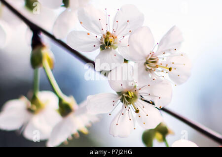 Cerasus Or Cherry Tree Bright White Flowers Stock Photo Alamy