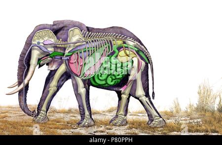 Internal Anatomy Of Female Elephant Stock Photo Alamy