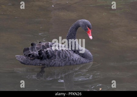 Black Swan Cygnus Atratus In The Park Stock Photo Alamy