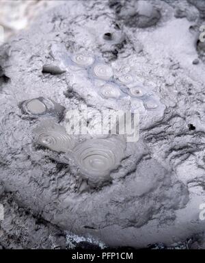 Bubbling Crater Of A Mud Volcano Close Up View Onto Gas Bubble