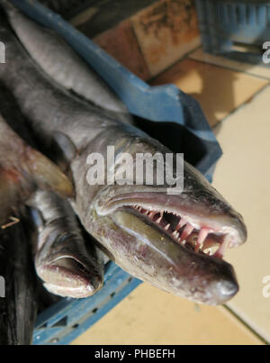 Barracudas Fischmarkt Hurghada Aegypten Stock Photo Alamy