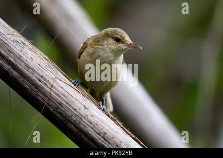 Henderson Reed Warbler Acrocephalus Taiti Adult Foraging On Coconut