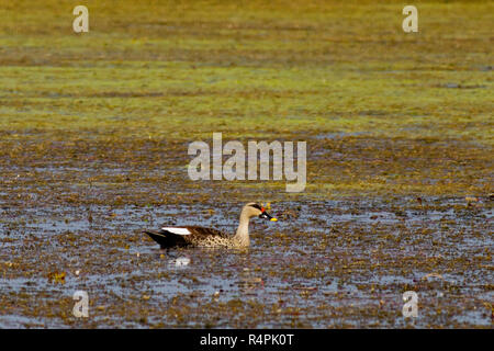 Flock Of Indian Spot Billed Duck Stock Photo Alamy