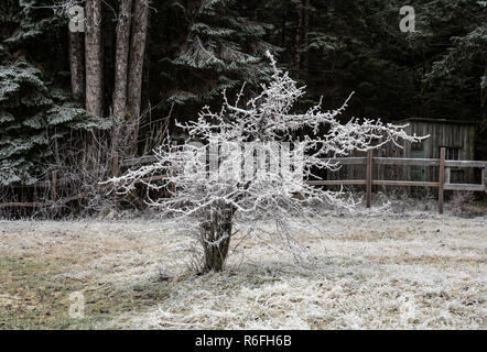 Small Snow Covered Hawthorn Tree In The Mist On East Hill Dartmoor